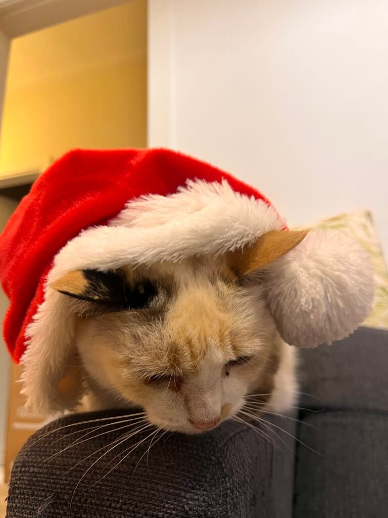 Gata no escritório